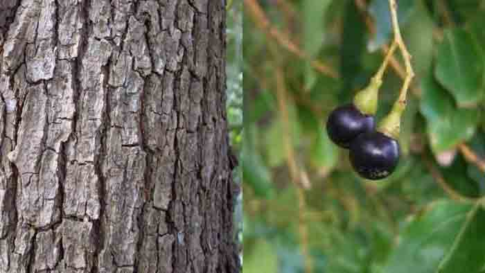 การบูร, Cinnamomum camphora (L.) J.Presl