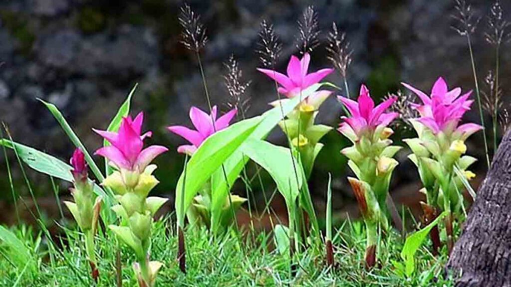 ว่านนางคํา, Curcuma aromatica Salisb.