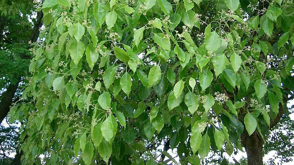 การบูร, Cinnamomum camphora (L.) J.Presl