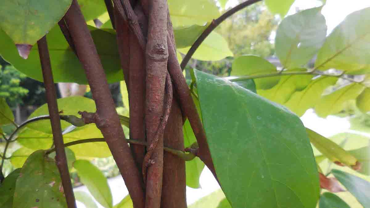 หางไหลแดง - Derris elliptica (Wall.) Benth. • เครื่องบรรจุแคปซูล ...