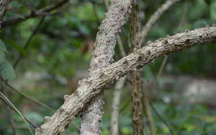 กำจาย, Caesalpinia digyna Rottler