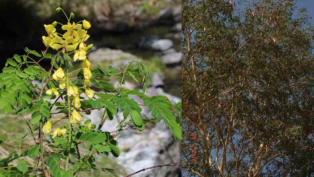 กำจาย, Caesalpinia digyna Rottler